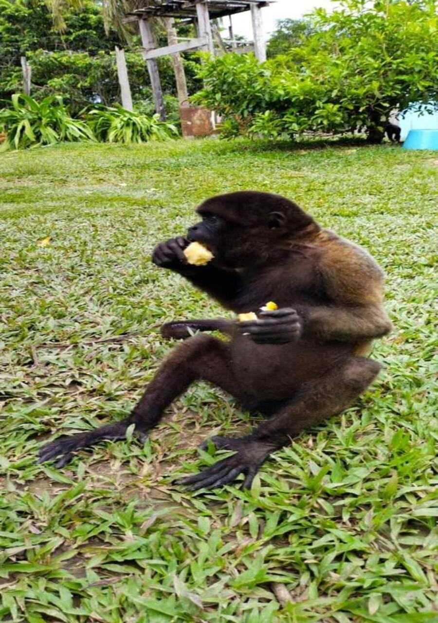 Hotel Yurupary Amazonas Летісія Екстер'єр фото